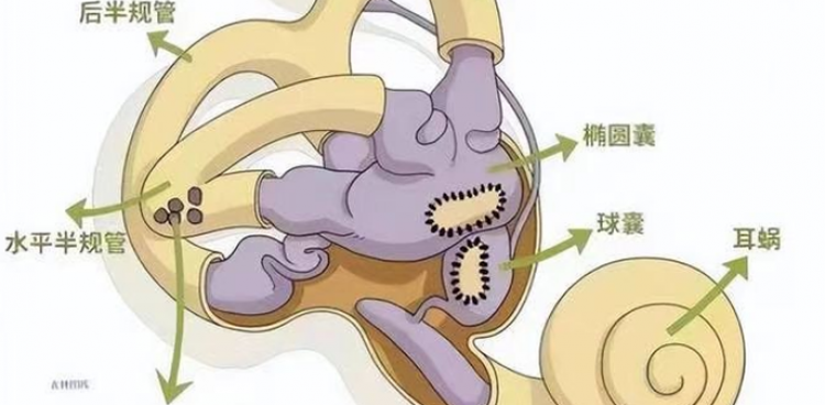 健康科普｜暈！居然是耳朵惹的禍